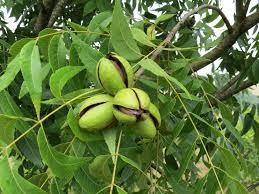 Noz pecan: Comitiva antagordense volta do México com expectativas