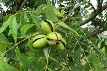 Noz pecan: Comitiva antagordense volta do México com expectativas
