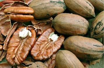 PREFEITO E SECRETARIO DA AGRICULTURA LANÇA PROGRAMA DA NOZ PECAN