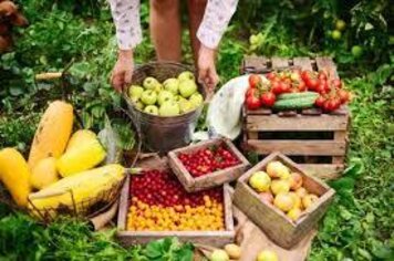 Relatório sobre a viagem de estudos sobre fruticultura para Argentina e Chile