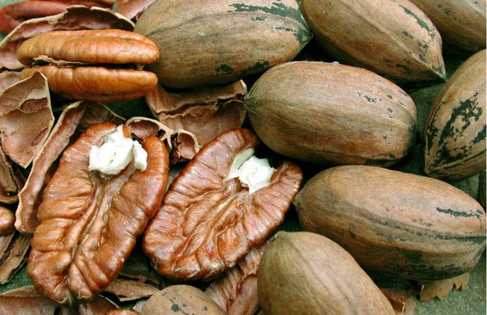 PREFEITO E SECRETARIO DA AGRICULTURA LANÇA PROGRAMA DA NOZ PECAN